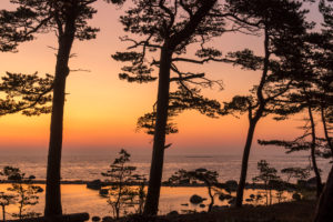 Estland, Ostseeinsel Hiiumaa, Küste, Kiefern, Silhouette im Morgenrot Estland, Ostseeinsel Hiiumaa, Küste, Kiefern, Silhouette im Morgenrot